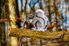 Squirrel Metal Art - MetalCraft