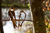 Swallow Pair Metal Garden Art. - MetalCraft