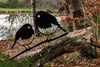 Robin Pair Garden Art - MetalCraft